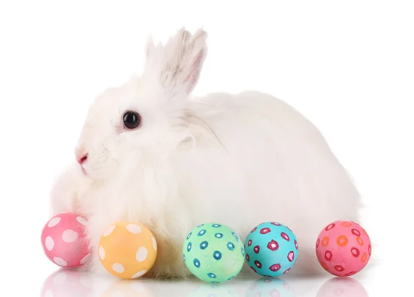 Puszysty biały królik z jaj na białym tle — Zdjęcie stockowe