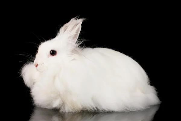 Pluizige witte konijn op zwarte achtergrond — Stockfoto