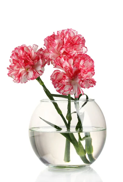 Hermoso jarrón transparente claveles aislado en blanco —  Fotos de Stock