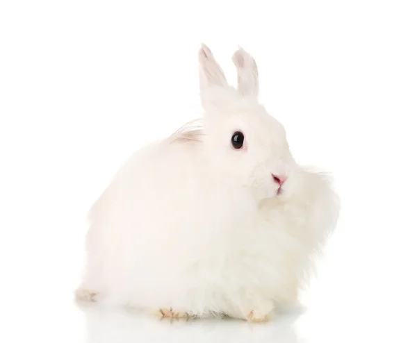 Conejo blanco esponjoso aislado en blanco —  Fotos de Stock