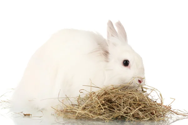 白で隔離される haystack の中でふわふわの白いウサギ — ストック写真