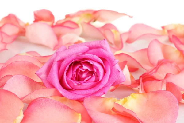 Krásné květy a růžové růže detail — Stock fotografie