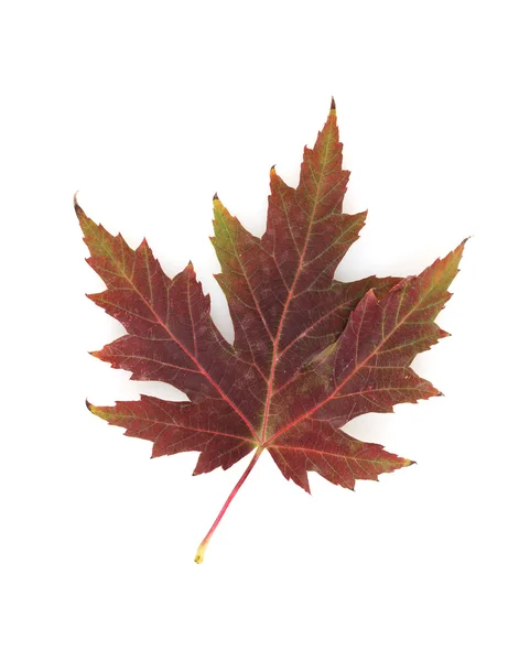 Ostré podzimní javorový list izolované na bílém — Stock fotografie