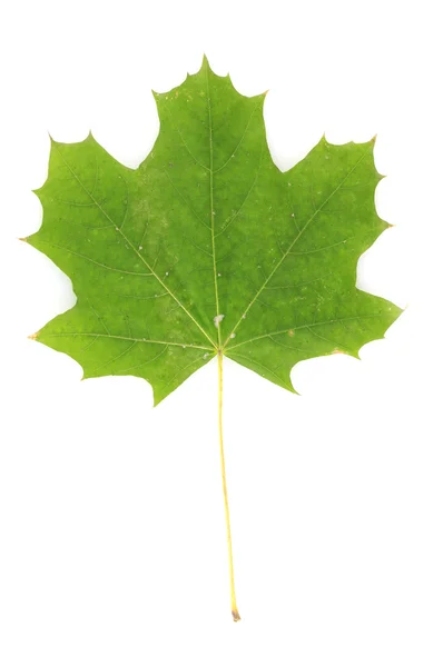 美しい白で隔離される緑のカエデの葉 — ストック写真