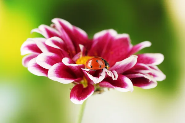 Ladybug on beautiful flower on green background — Stock Photo, Image