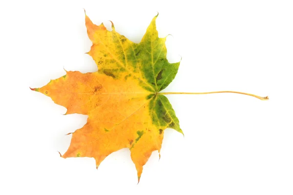 Folha de bordo de outono vívida isolada em branco — Fotografia de Stock