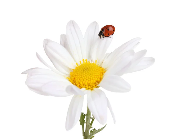 stock image Ladybud sitting on chamomile flower isolated on white