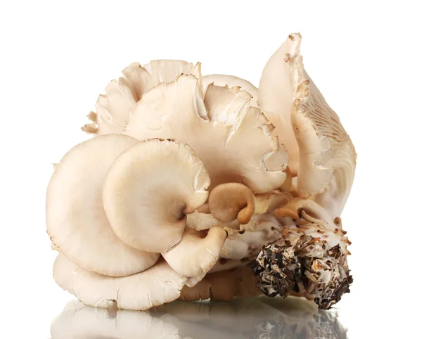 Funghi di ostrica isolati su bianco — Foto Stock