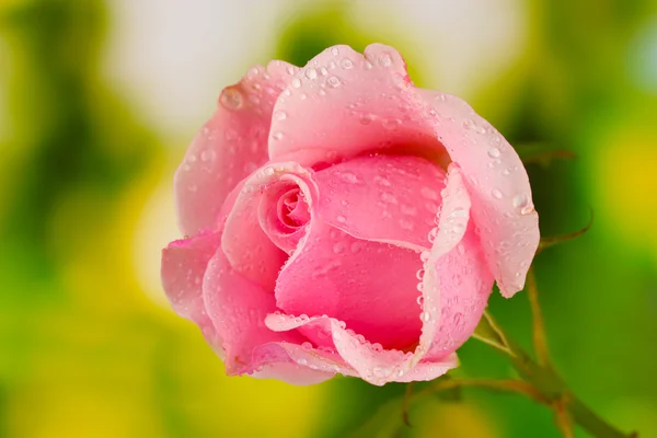 핑크 색 장미가 녹색 배경 위로 돋아나다 — 스톡 사진