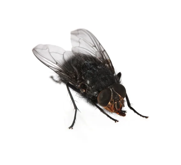 Home-fly isolated on white — Stock Photo, Image