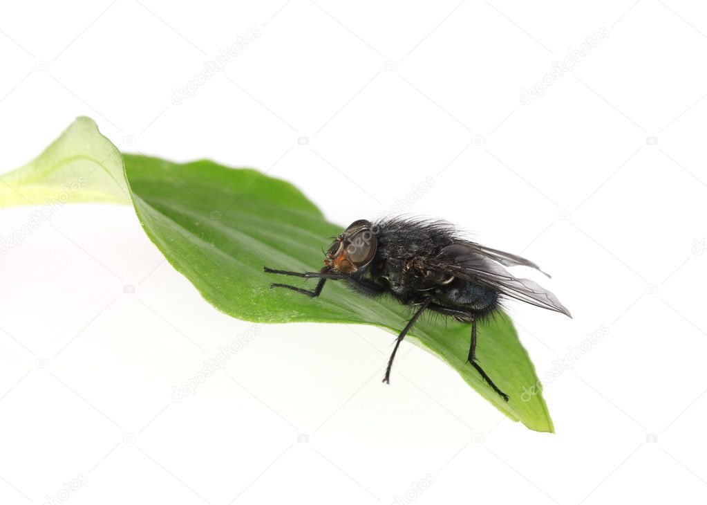 Home-fly on green leaf isolated on white
