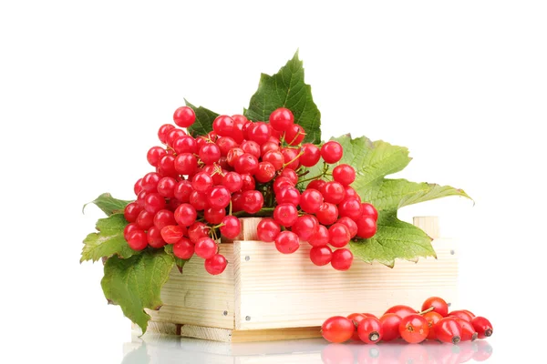 Червоні ягоди калини в дерев'яній коробці і хабарі ізольовані на білому — стокове фото