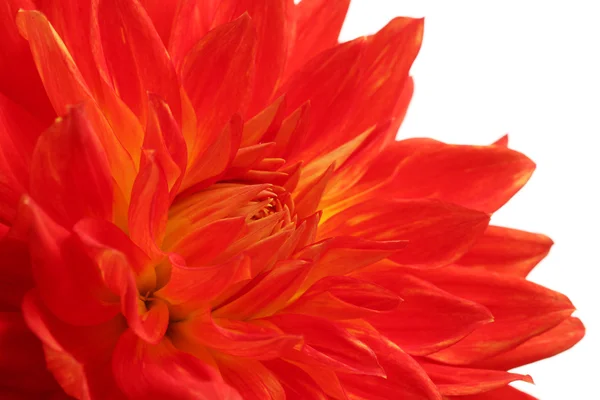 Flor de dalia roja macro —  Fotos de Stock