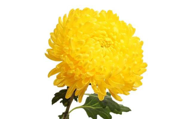 白で隔離される秋の黄色の菊 — ストック写真