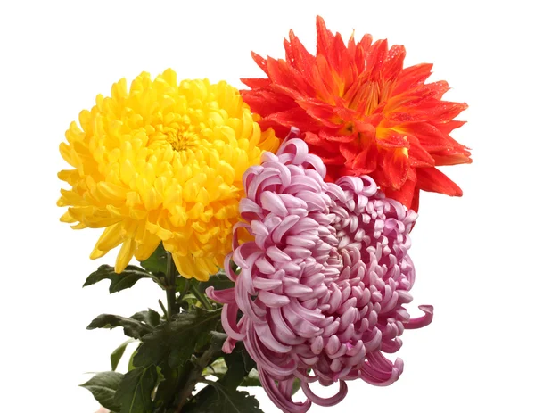 Crisantemi colorati isolati su bianco — Foto Stock