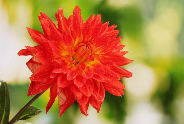 Red autumn dahlia flower in the garden — Stock Photo, Image
