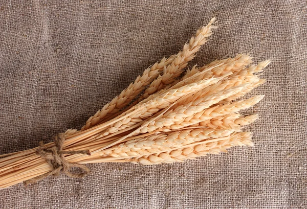 Uši pšenice na pytlovina closeup — Stock fotografie