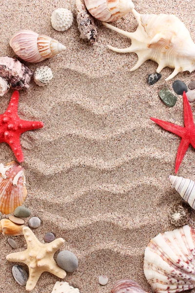 Praia com muitas conchas e estrelas do mar — Fotografia de Stock