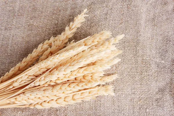 Колосья пшеницы на крупном плане — стоковое фото