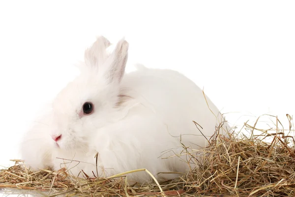 Měkký Bílý králík v kupce sena, izolované na bílém — Stock fotografie