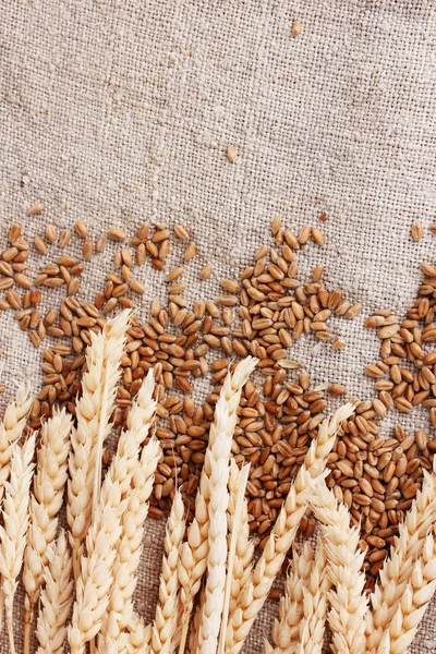 Wheat and wheat-ears on burlap closeup — Stock Photo, Image