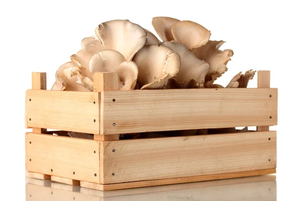 Oyster mushrooms in wooden box isolated on white — Stock Photo, Image