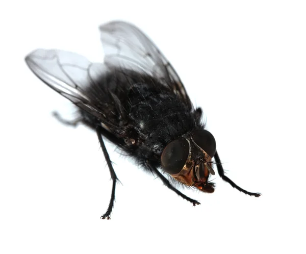 Домашняя муха изолирована на белом — стоковое фото