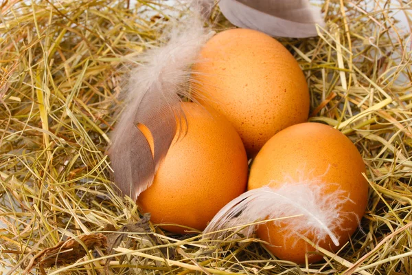 Ovos de galinha em um ninho closeup — Fotografia de Stock