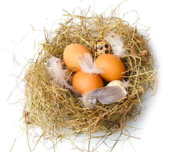 Κοτόπουλο και ορτύκια αυγά σε φωλιά απομονωθεί σε λευκό — Φωτογραφία Αρχείου
