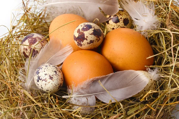 Chicken and quail eggs in a nest closeup — Stock Photo, Image