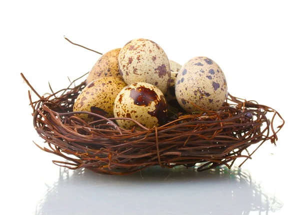 Vaktel ägg i boet isolerad på vit — Stockfoto