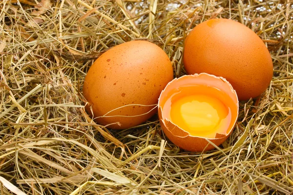 Куриные яйца вблизи гнезда — стоковое фото