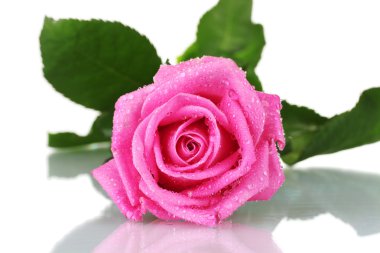 Pink rose isolated on white clipart