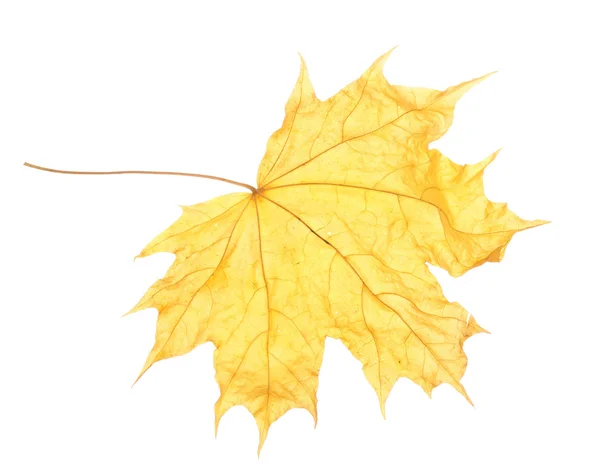 Folha seca do outono do bordo isolada no branco — Fotografia de Stock