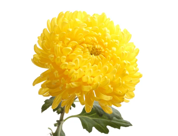 Žlutá podzimní chryzantémy izolovaných na bílém — Stock fotografie