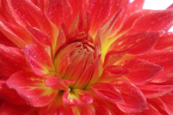 Roșu dahlia floare macro — Fotografie, imagine de stoc