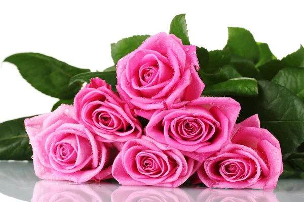 Mulți trandafiri roz izolați pe alb — Fotografie, imagine de stoc