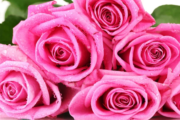 Muchas rosas rosadas con gotitas de agua de cerca —  Fotos de Stock