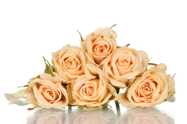 Viele Rosen auf weißem Hintergrund — Stockfoto