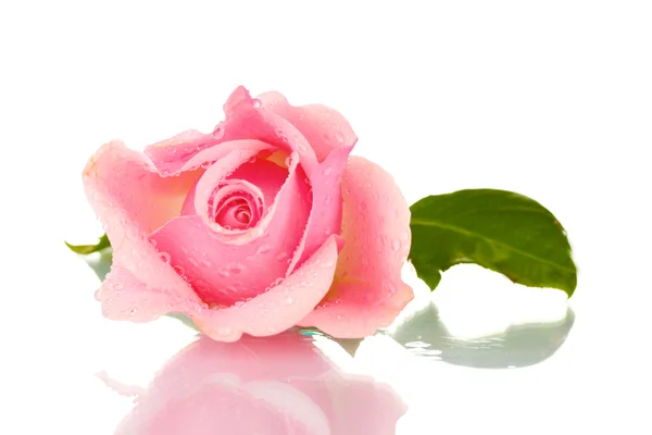 Pink rose isolated on white — Stock Photo, Image