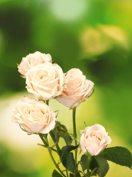小小的绿色的白玫瑰 — 图库照片