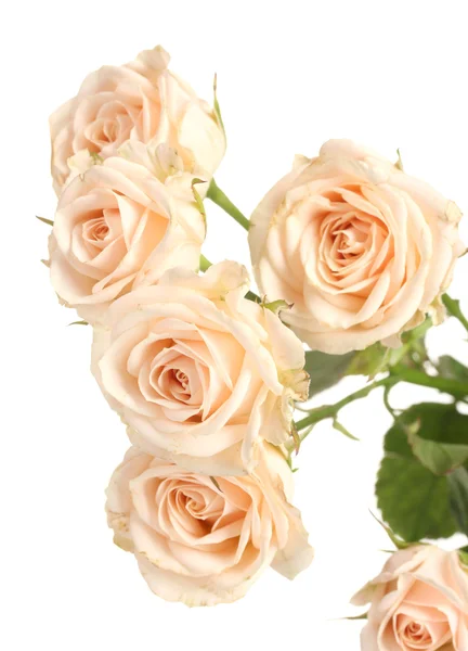 Pequenas rosas brancas isoladas em branco — Fotografia de Stock