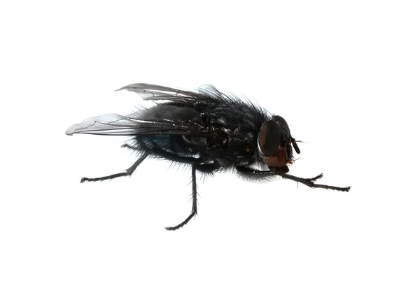 Inicio-mosca aislada en blanco —  Fotos de Stock