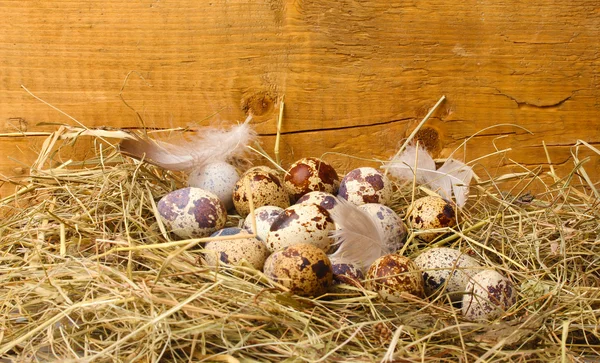 Huevos de codorniz en un nido sobre fondo de madera —  Fotos de Stock