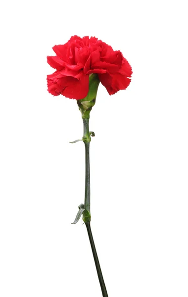 Red carnation isolated on white — Stock Photo, Image