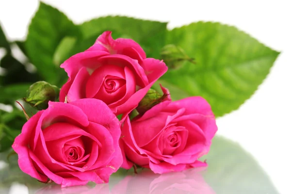 Molte rose rosa isolate su bianco Immagine Stock
