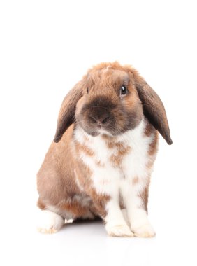 Lop-eared rabbit isolated on white clipart
