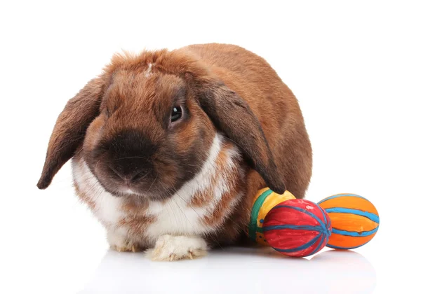 Slokörad kanin med ägg isolerad på vit — Stockfoto
