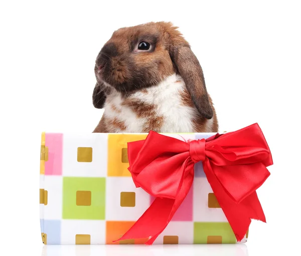 Kelinci telinga-rendah dalam kotak hadiah dengan busur merah terisolasi di atas putih — Stok Foto