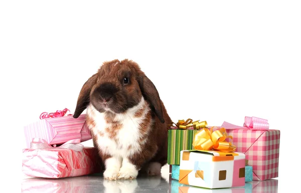 Schlappohr-Kaninchen mit Geschenkschachteln isoliert auf weiß — Stockfoto